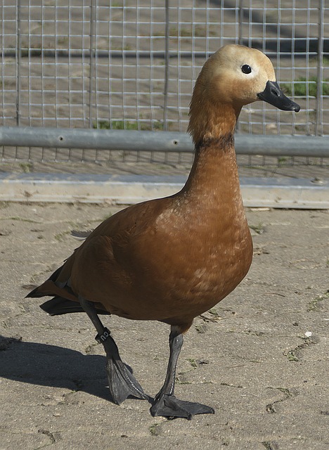 人工智能